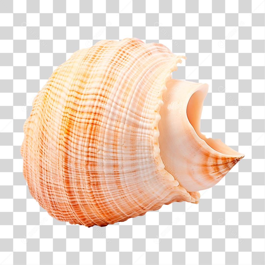 Concha Marinha PNG Transparente