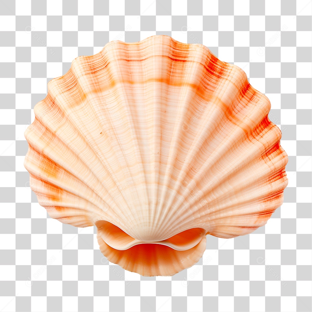 Concha Marinha PNG Transparente