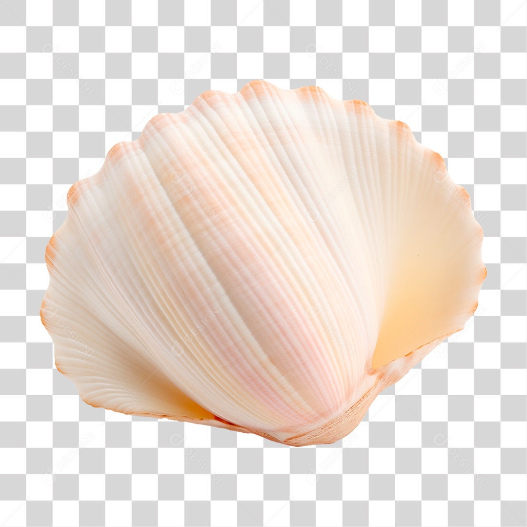 Conchas Marinha PNG Transparente