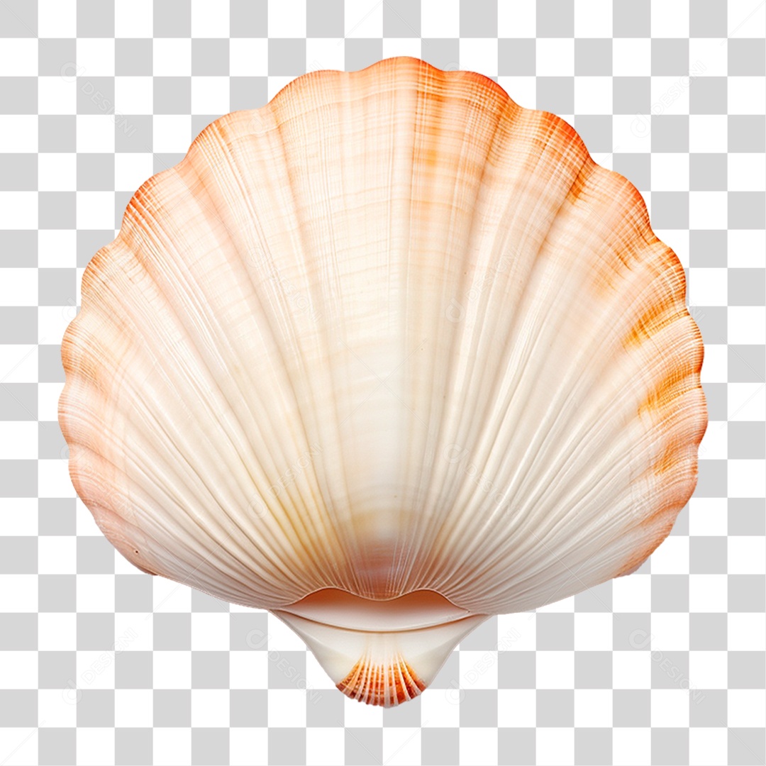 Conchas Marinha PNG Transparente