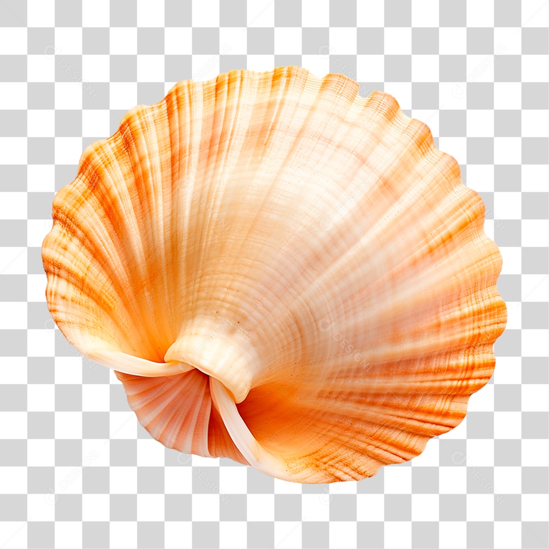 Conchas Marinha PNG Transparente