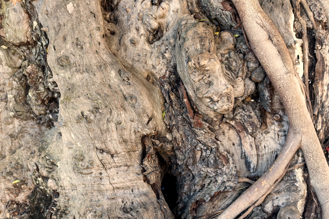 Visão aproximada de fundo de textura de madeira