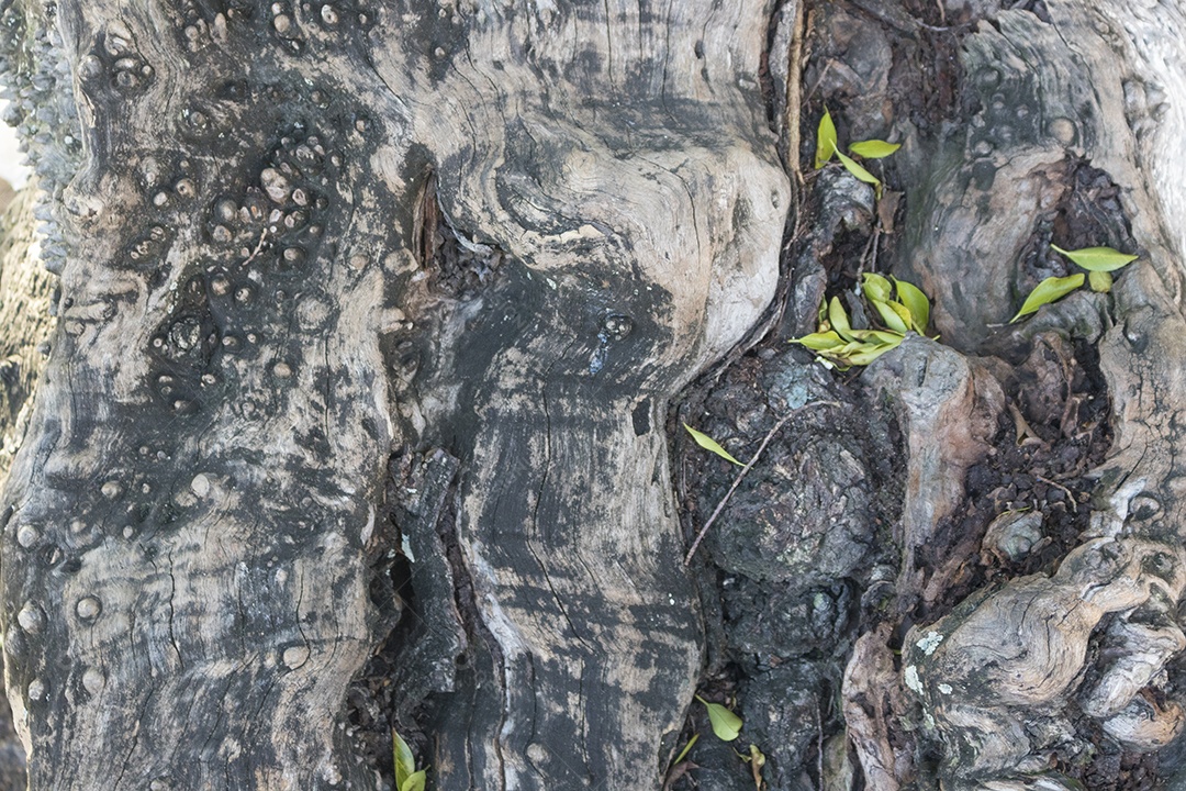 Vista aproximada fundo textura de casca de árvore