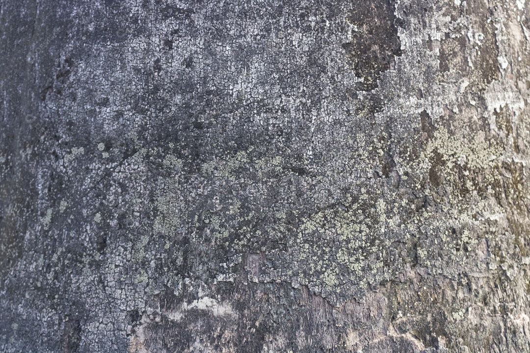 Vista aproximada fundo textura de casca de árvore