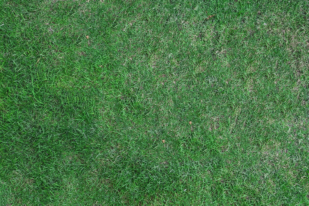 Visão aproximada de fundo de textura de grama sobre fundo isolado