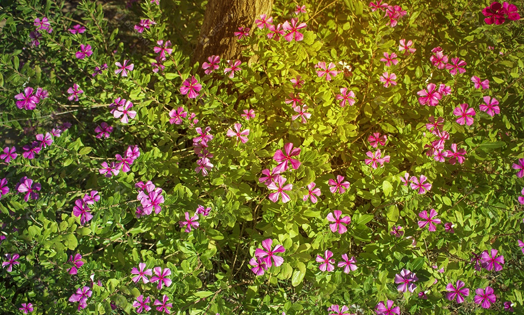 Lindas flores sobre um lindo jardim