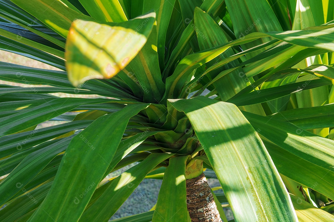 Folhas de dracaena sobre fundo desfocado