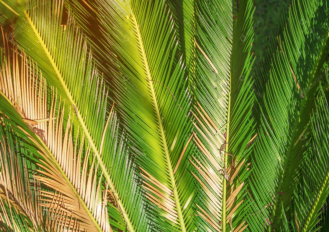 Folhas de dracaena sobre fundo desfocado