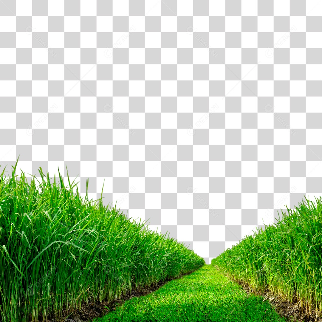 Grama Verdes PNG Transparente