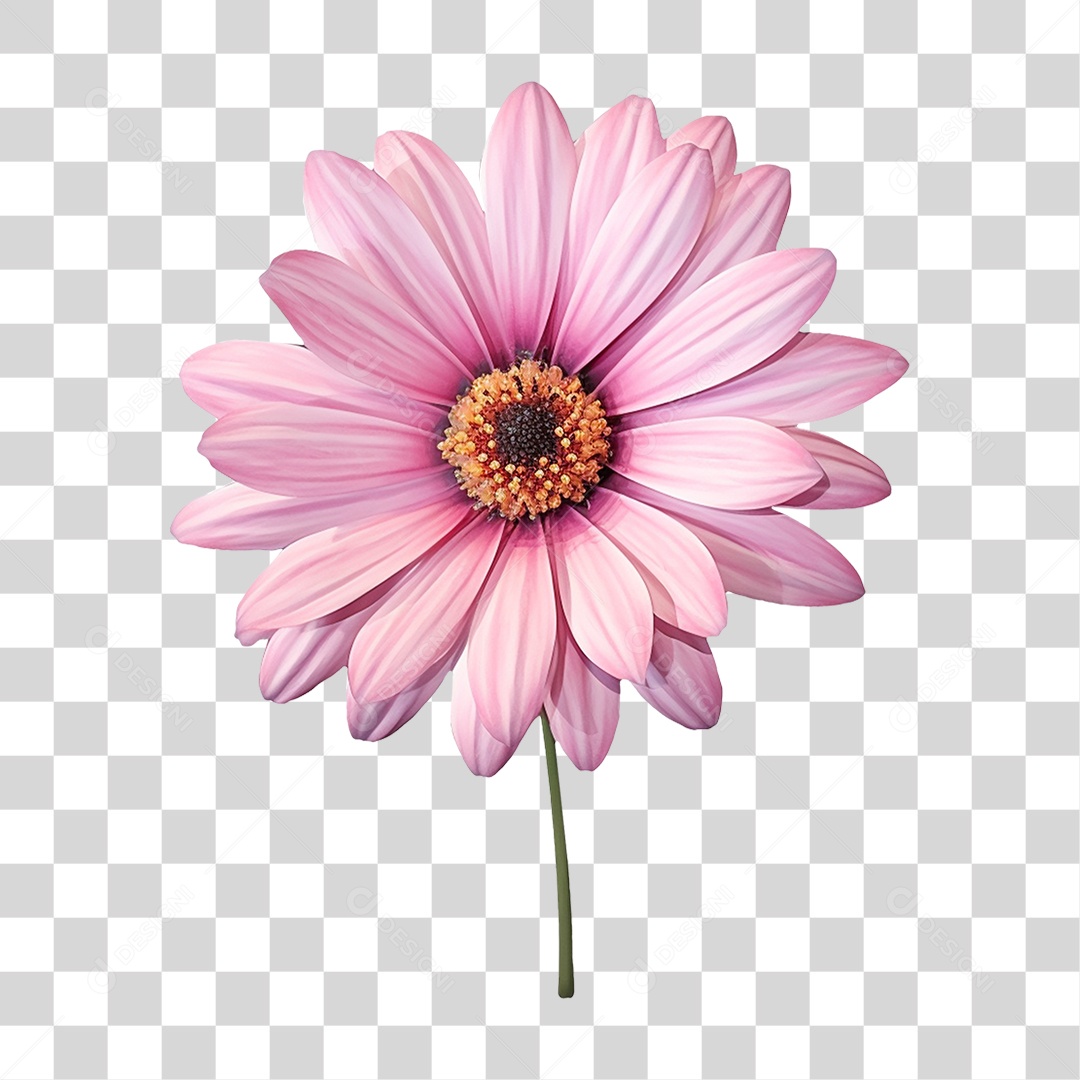 Flores Rosas Plantas PNG Transparente