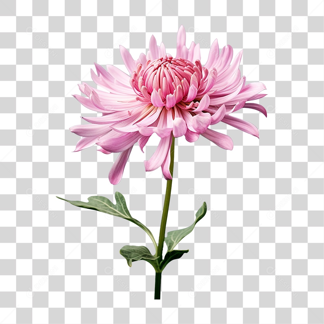 Flores Rosas Plantas PNG Transparente