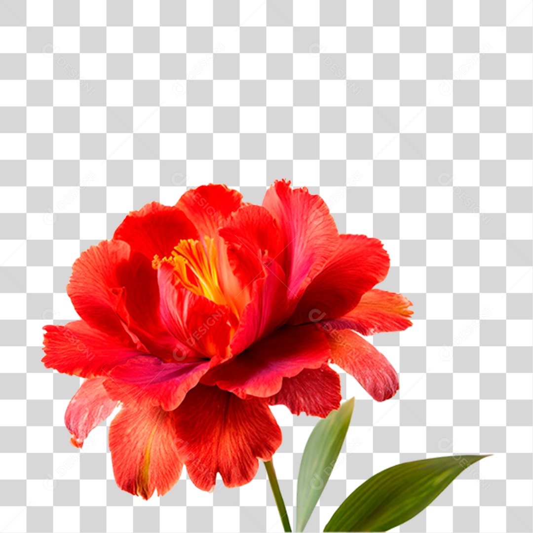 Flor Vermelha de lris PNG Transparente