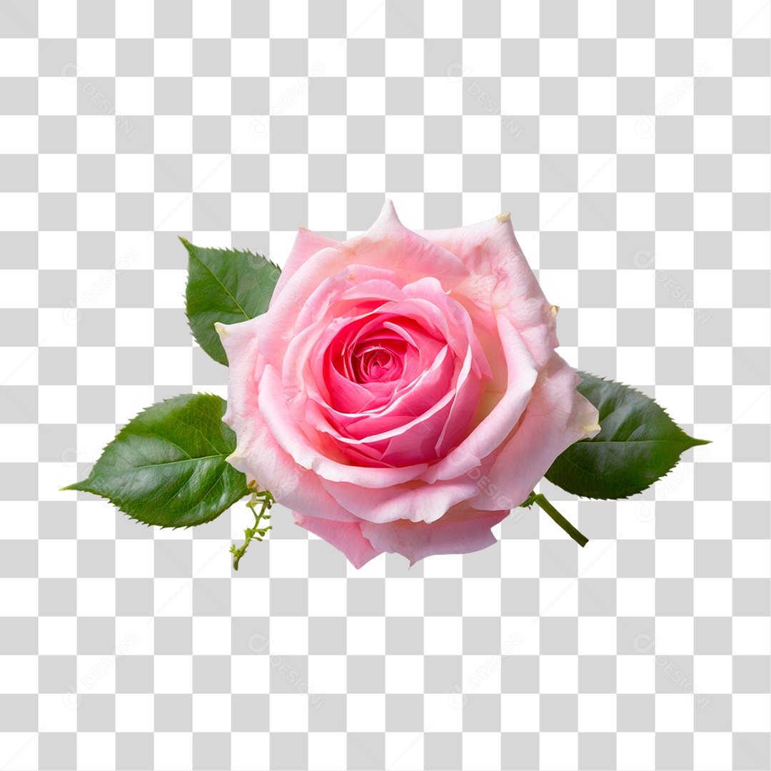 Rosa PNG Transparente [download] - Designi