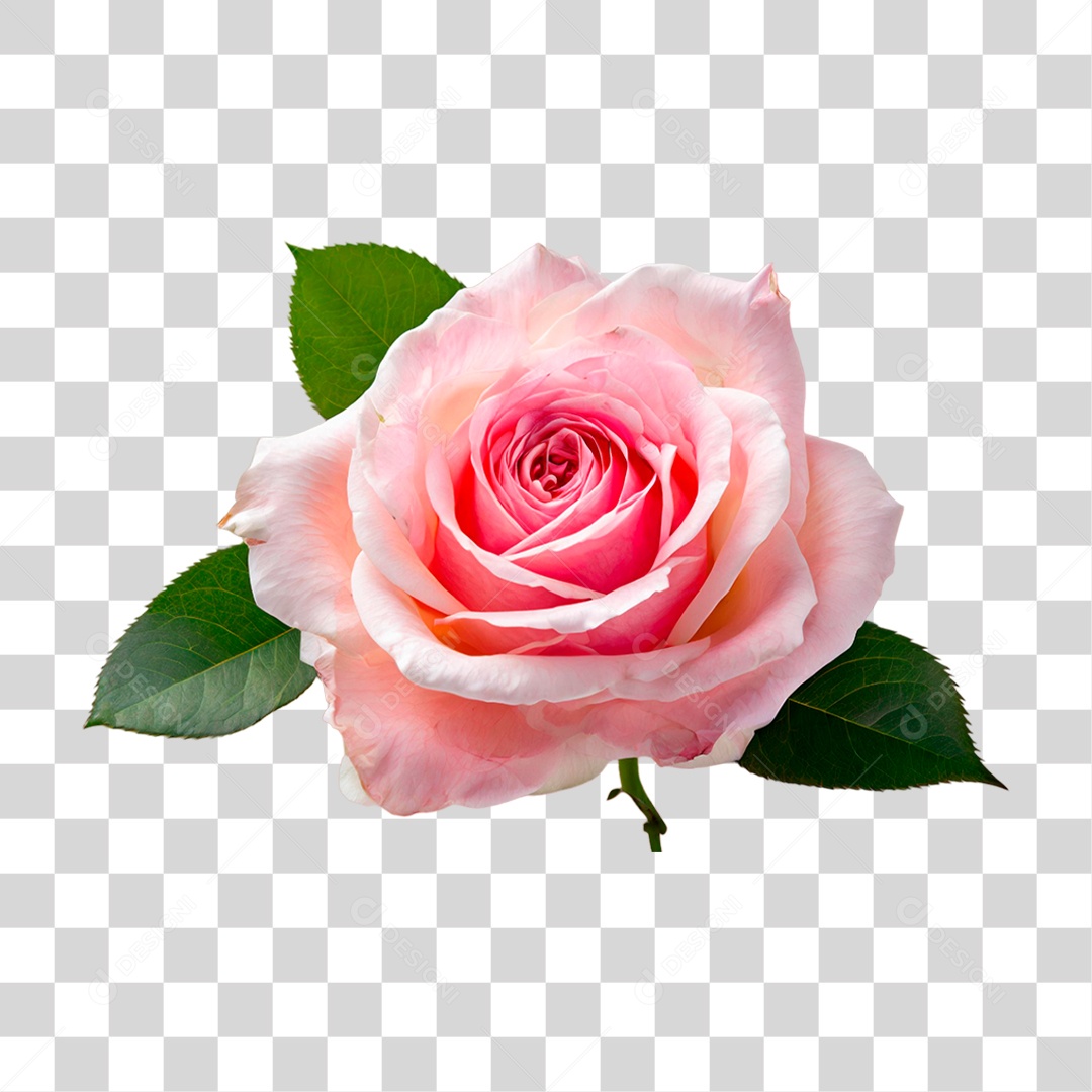 Rosa PNG Transparente [download] - Designi