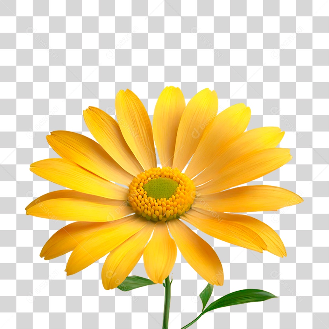 Flor Amarela PNG Transparente