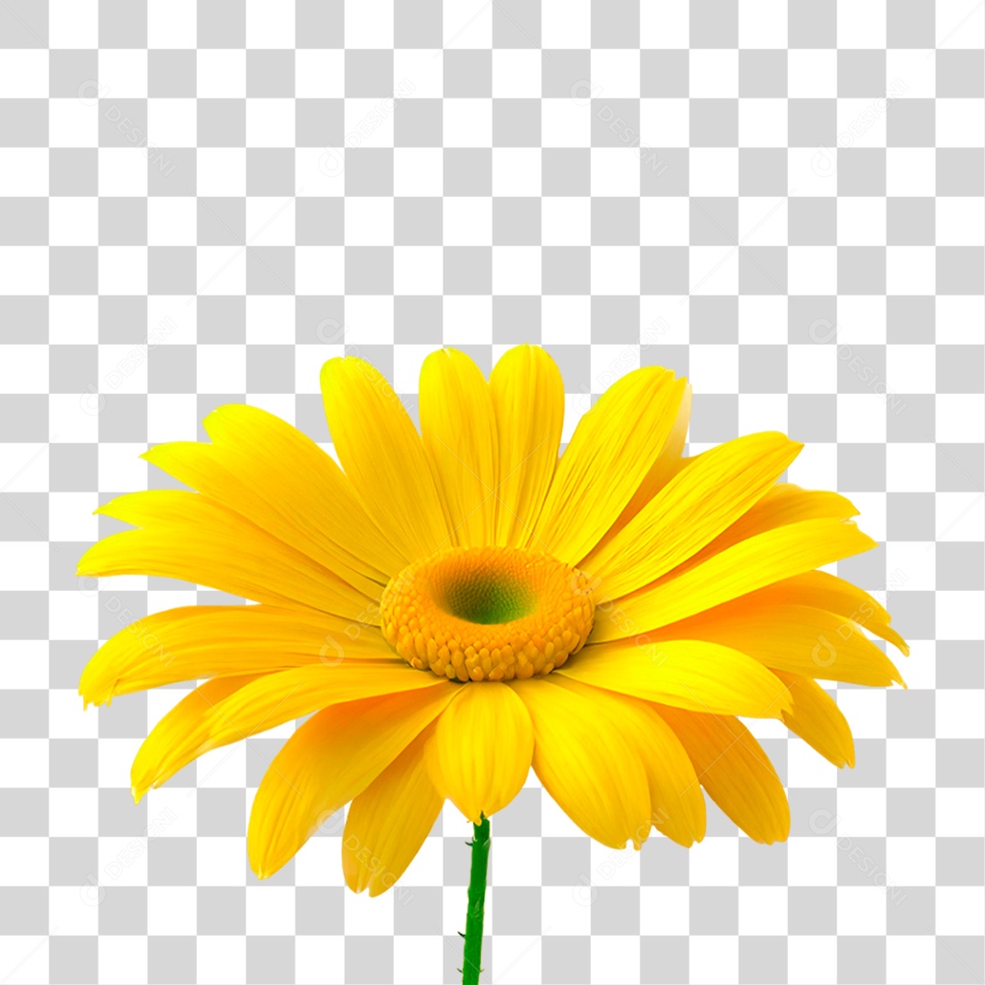 Flor Amarela PNG Transparente