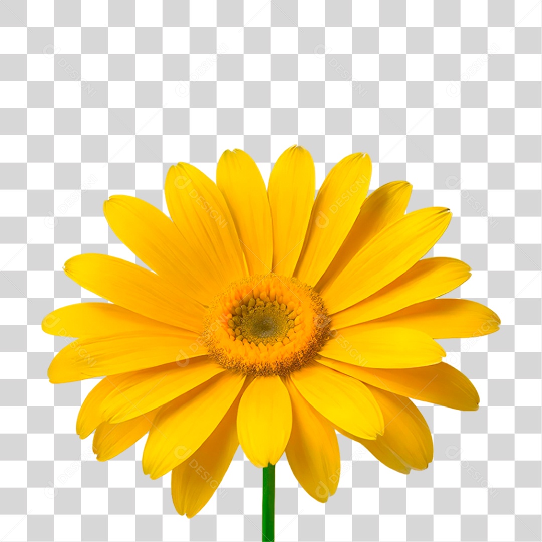 Flor Amarela PNG Transparente
