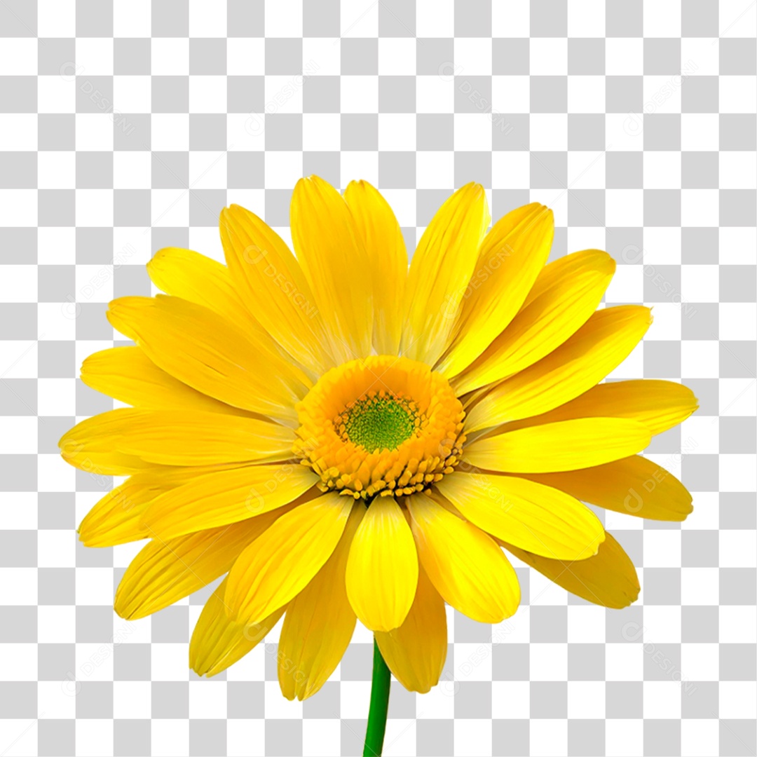 Flor Amarela PNG Transparente
