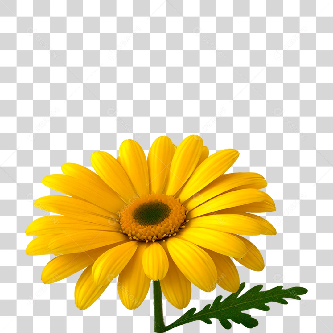 Flor Amarela PNG Transparente