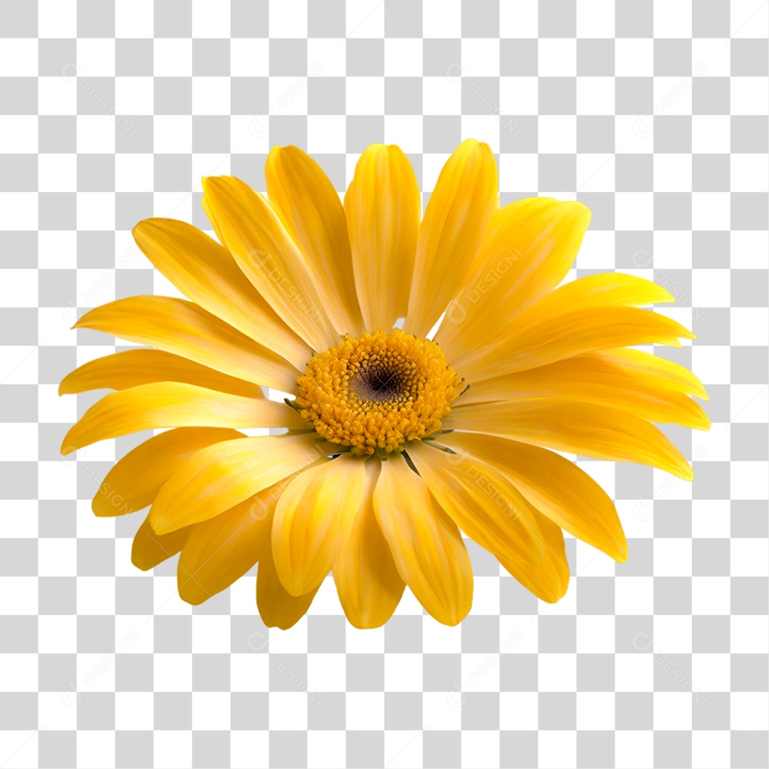 Flor Amarela PNG Transparente