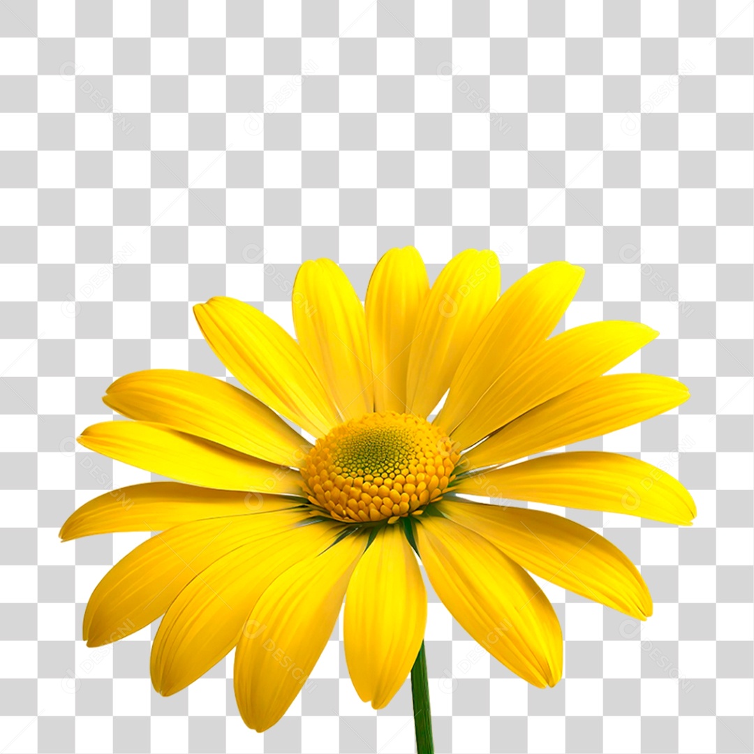 Flor Amarela PNG Transparente