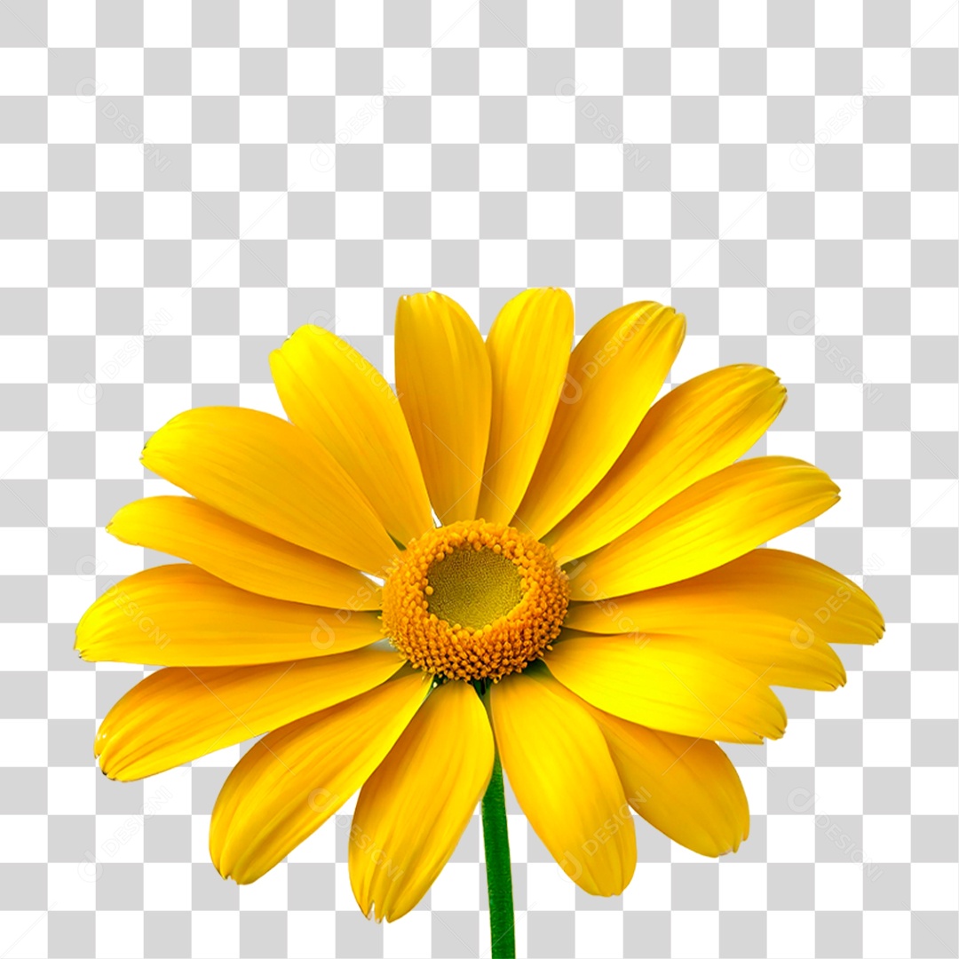 Flor Amarela PNG Transparente