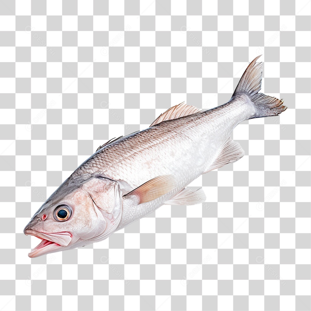 Peixe Robalo PNG Transparente