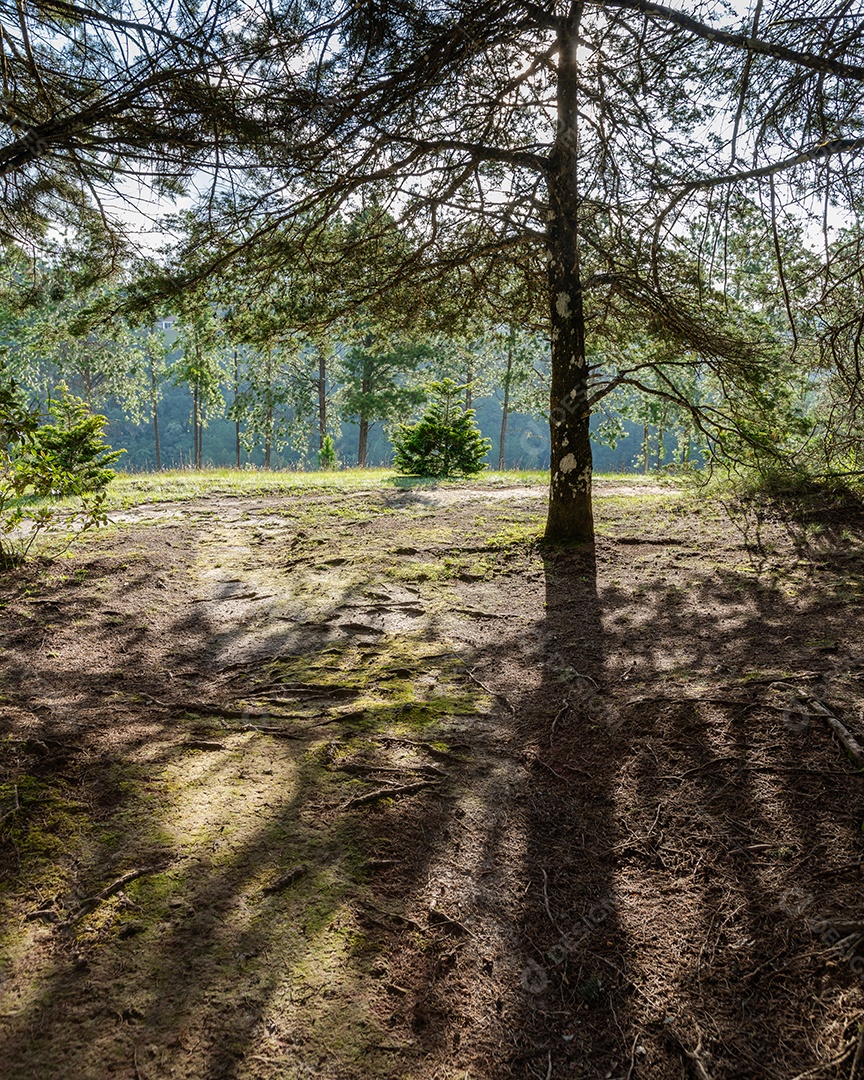 Árvores e plantas em uma floresta tropical