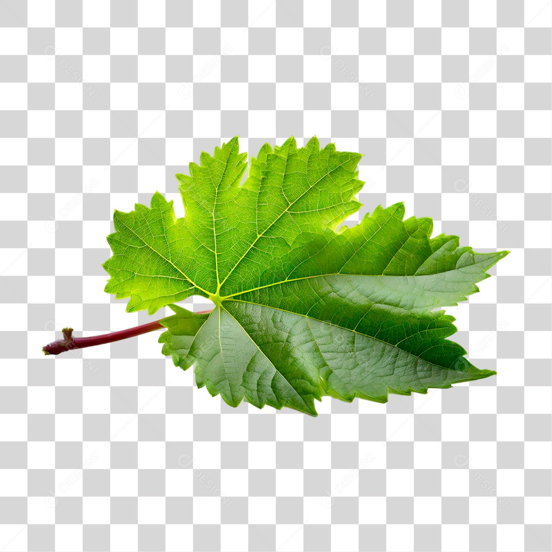 Folha de Uva PNG Transparente