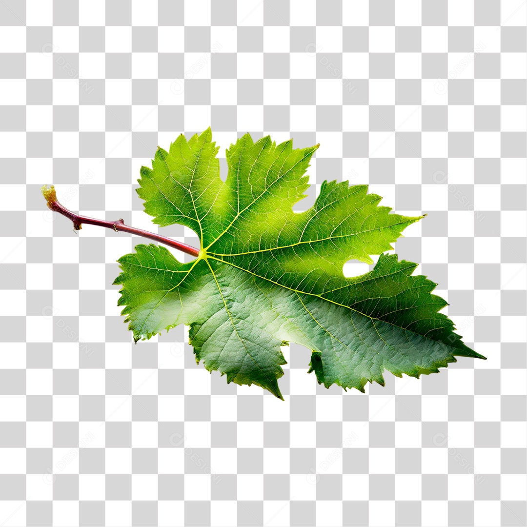 Folha de Uva PNG Transparente