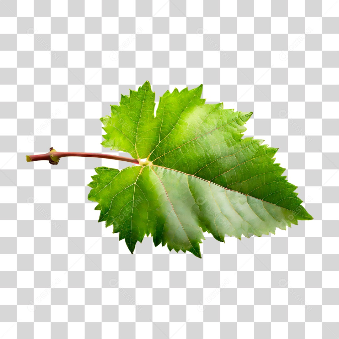 Folha de Uva PNG Transparente