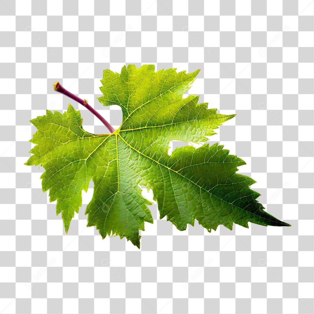 Folha de Uva PNG Transparente
