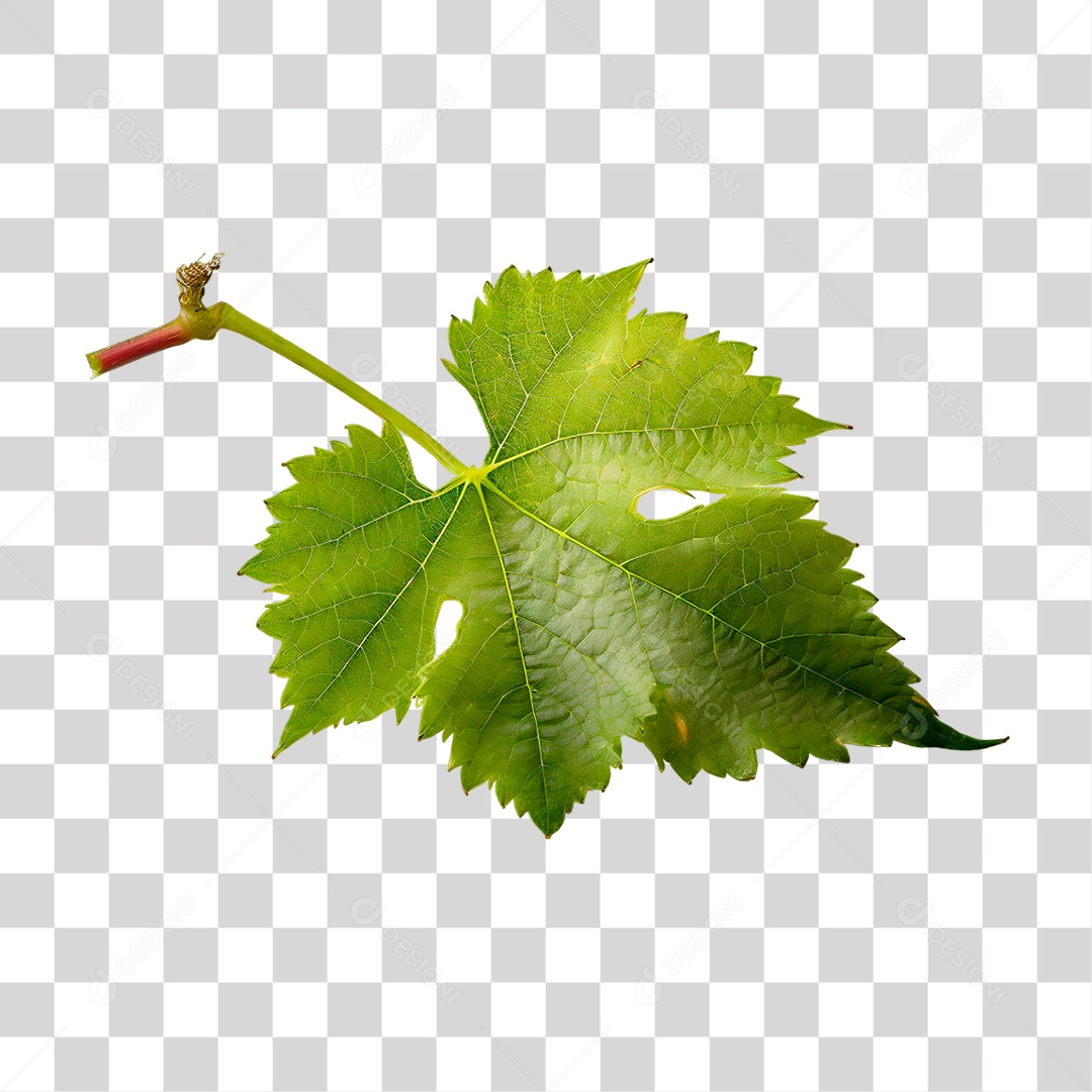 Folha de Uva PNG Transparente