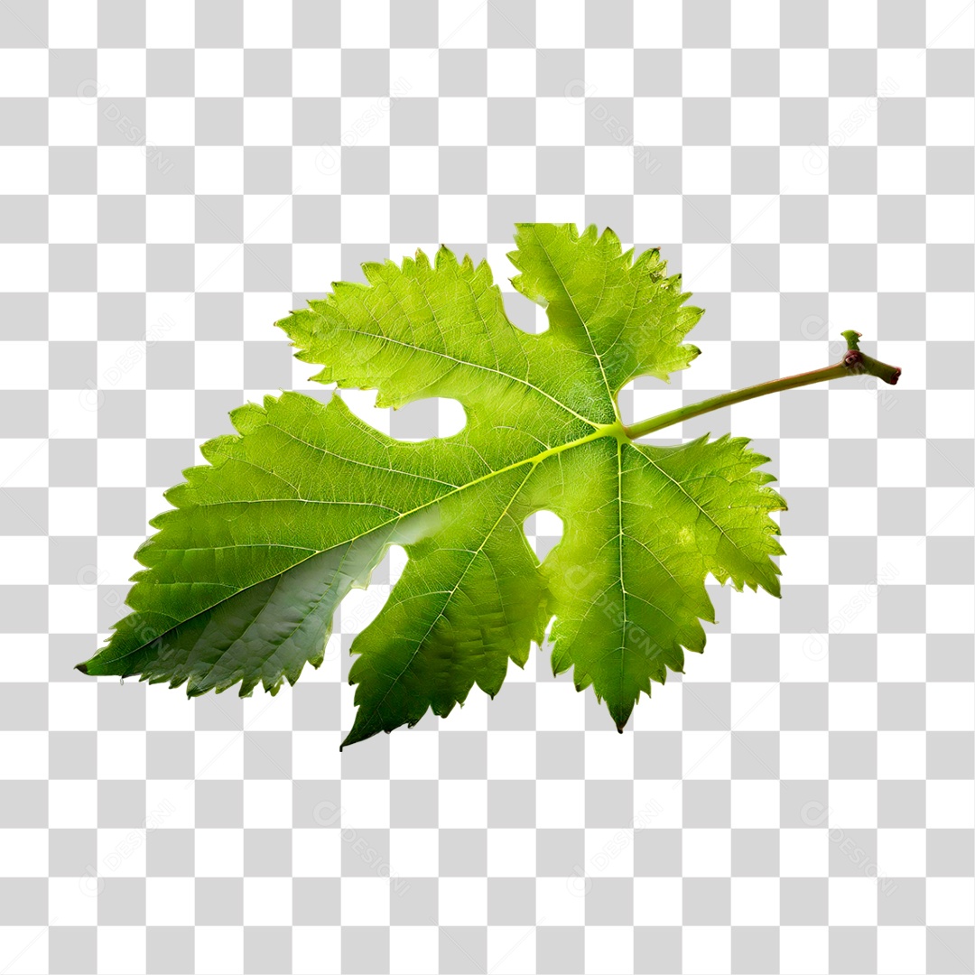 Folha de Uva PNG Transparente