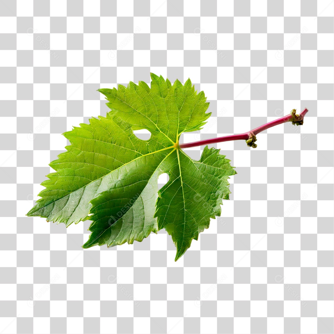 Folha de Uva PNG Transparente