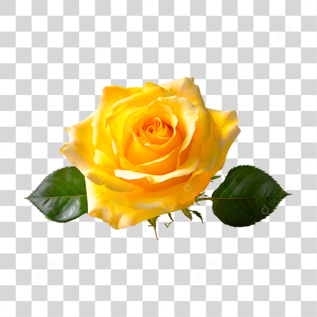Rosa Amarela PNG Transparente