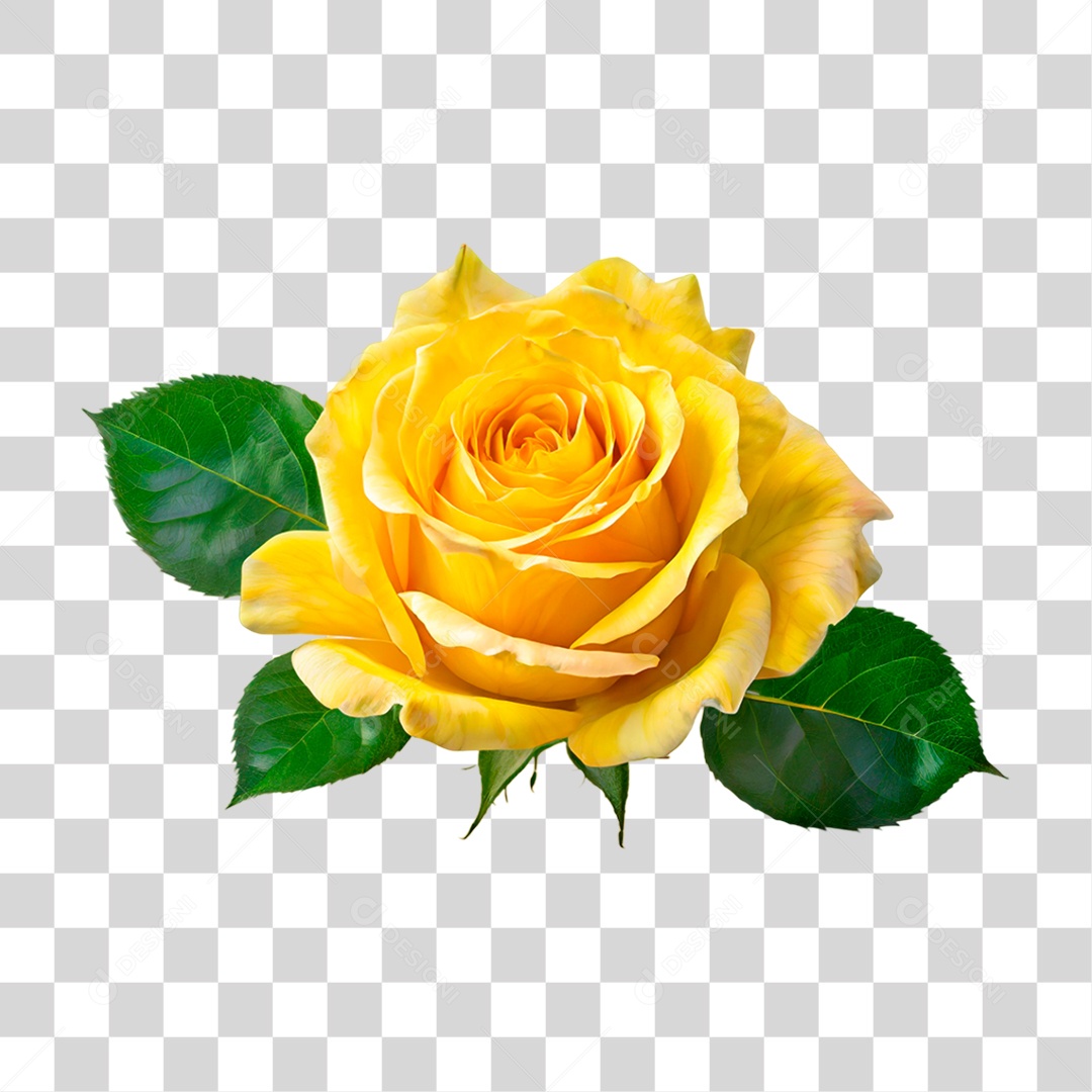 Rosa Amarela PNG Transparente