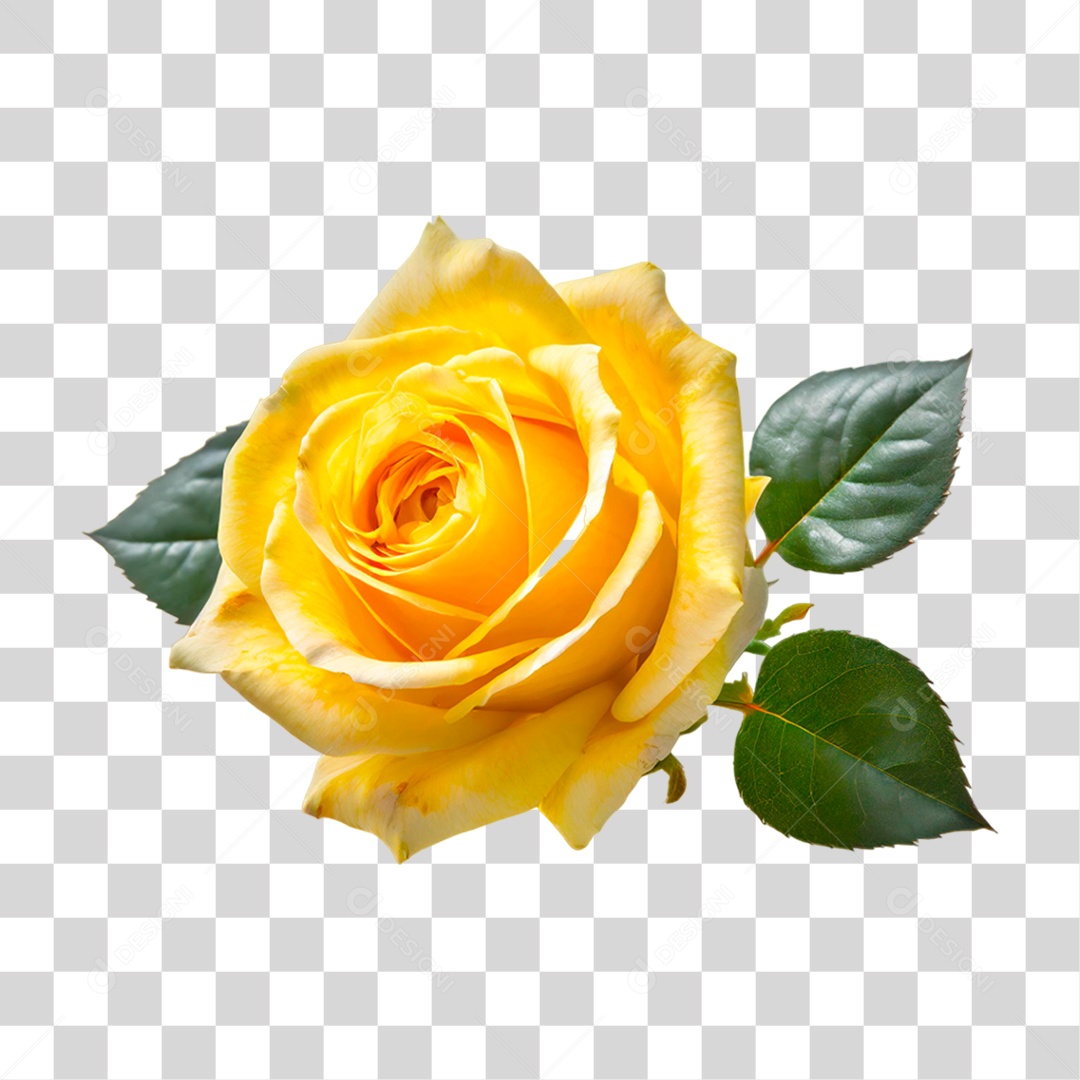 Rosa Amarela PNG Transparente