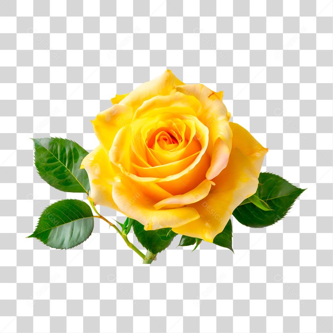 Rosa Amarela PNG Transparente
