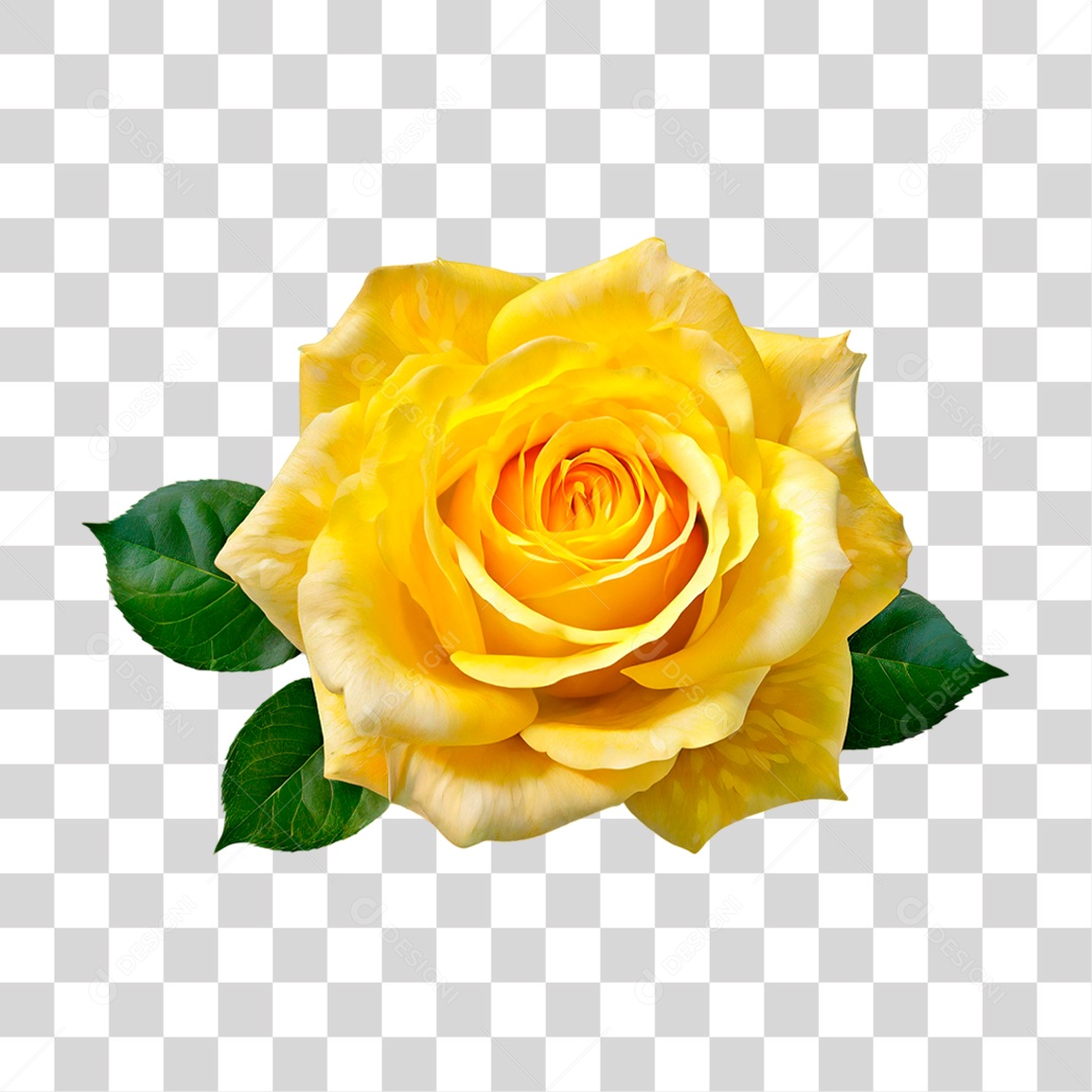 Rosa Amarela PNG Transparente