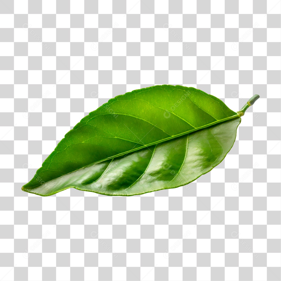 Folha de Limão PNG Transparente