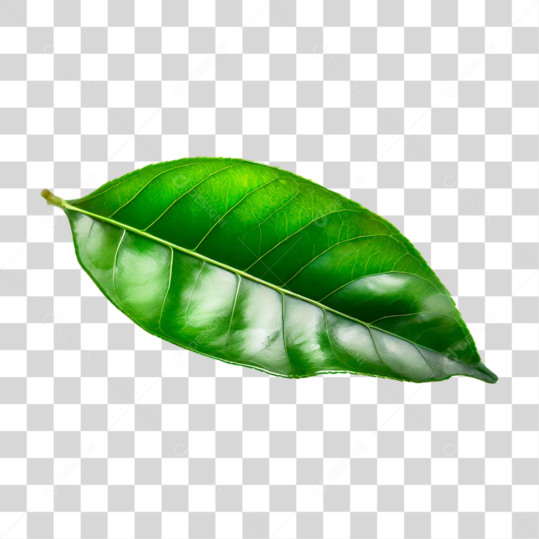 Folha de Limão PNG Transparente