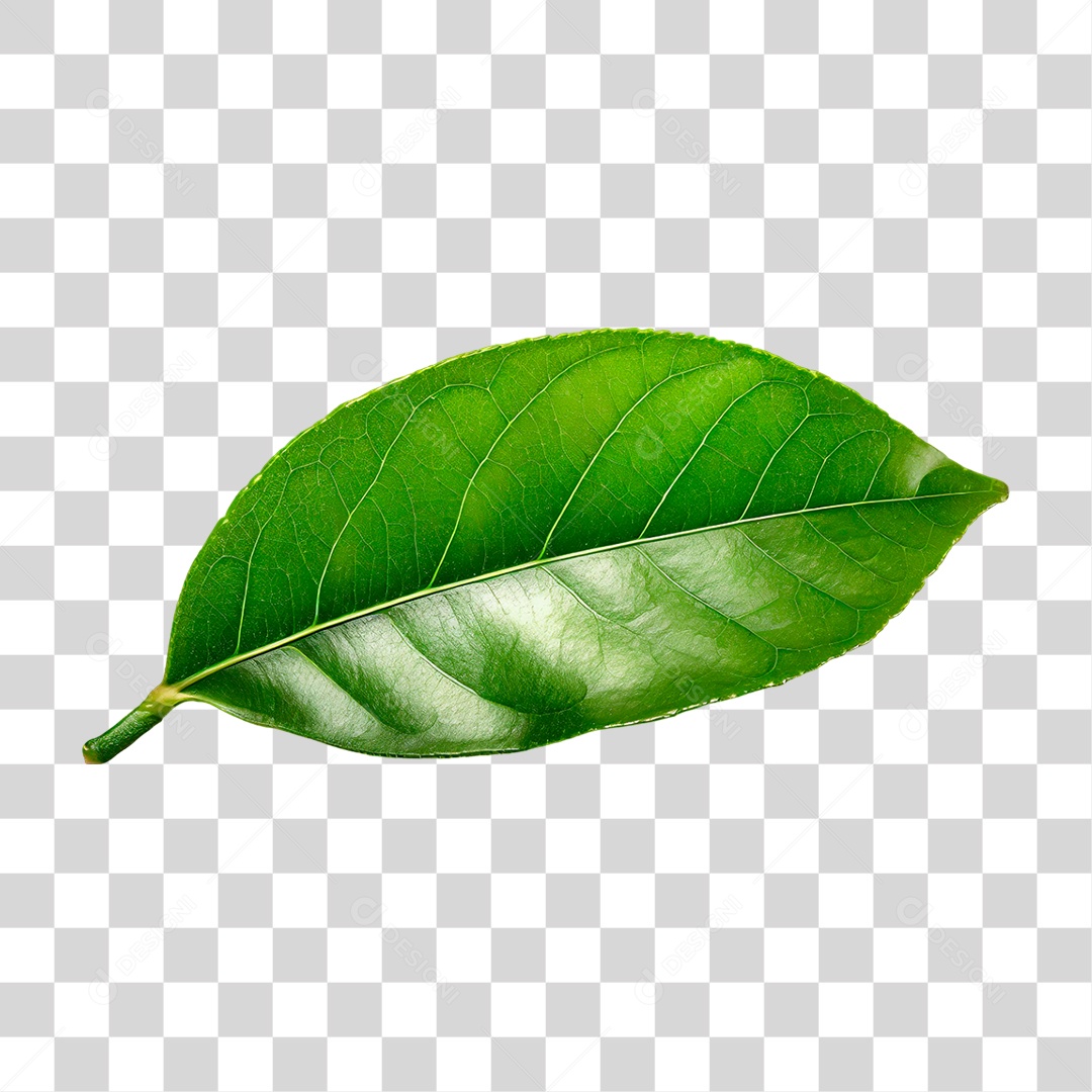 Folha de Limão PNG Transparente