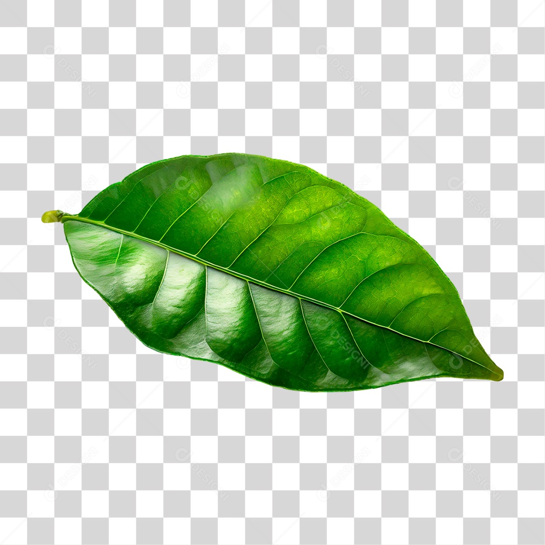 Folha de Limão PNG Transparente