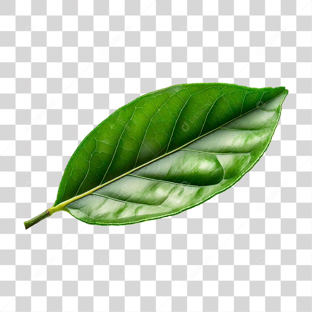 Folha de Limão PNG Transparente