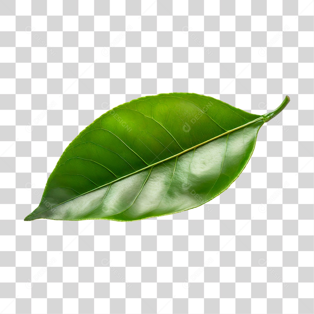 Folha de Limão PNG Transparente