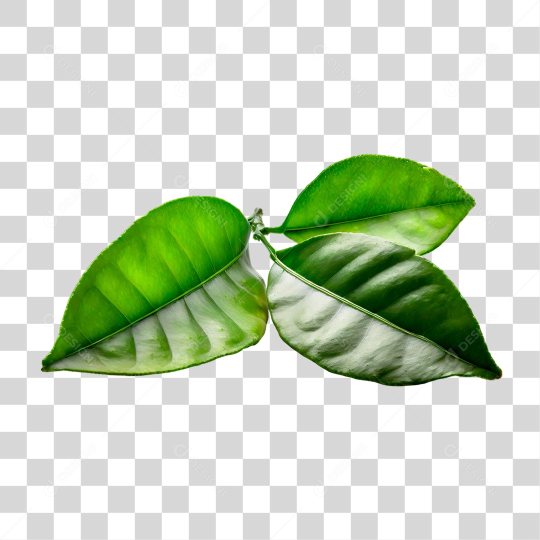 Folhas de Limão PNG Transparente