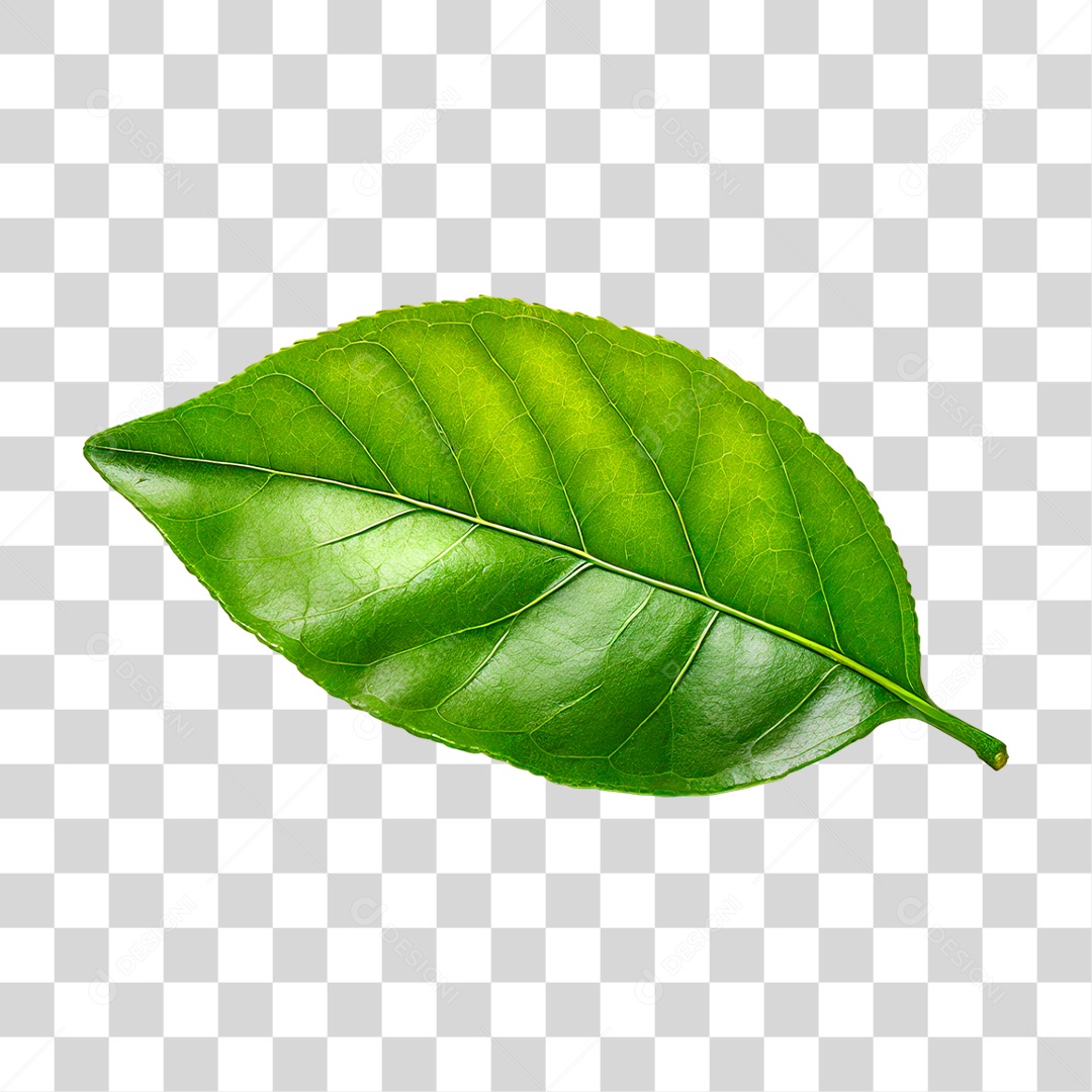 Folha de Limão PNG Transparente