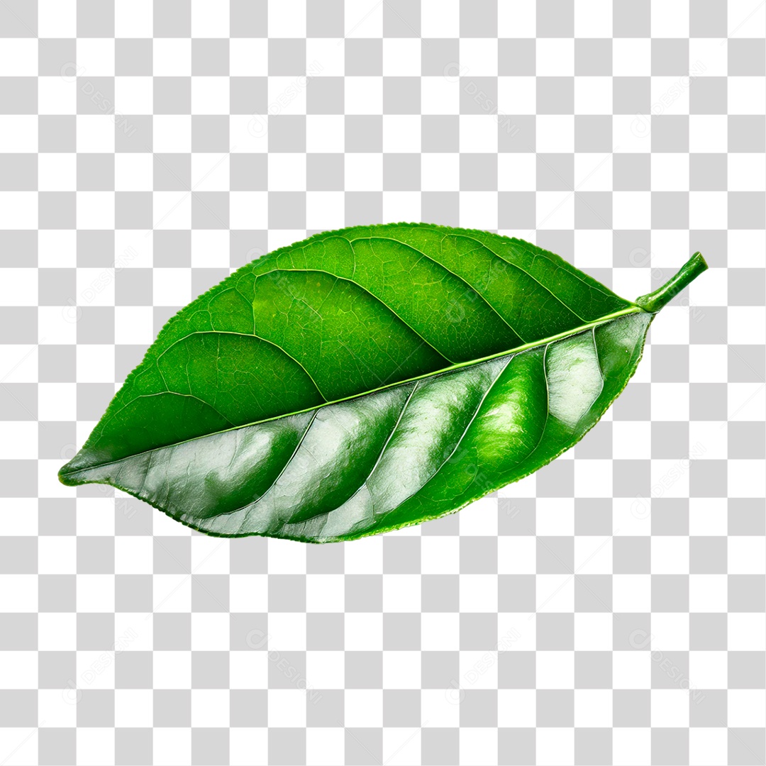 Folha de Limão PNG Transparente