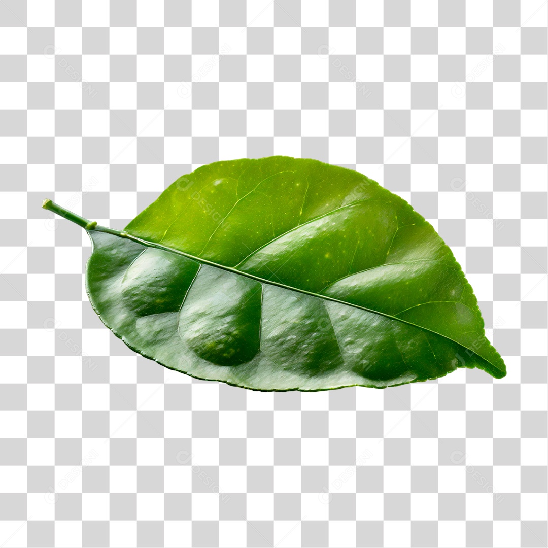 Folha de Limão PNG Transparente